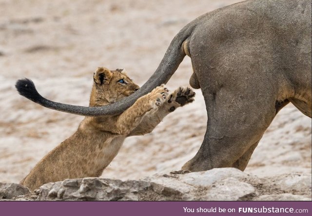 This Cub is about to learn a valuable lesson