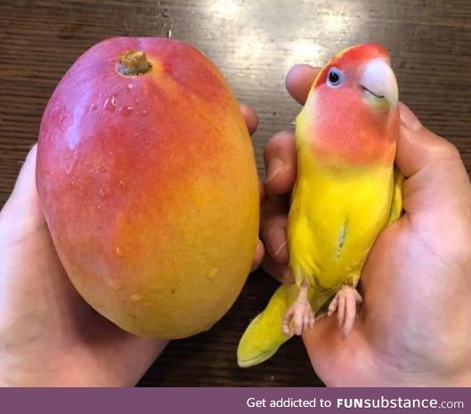 The colors on these 2 Mangoes
