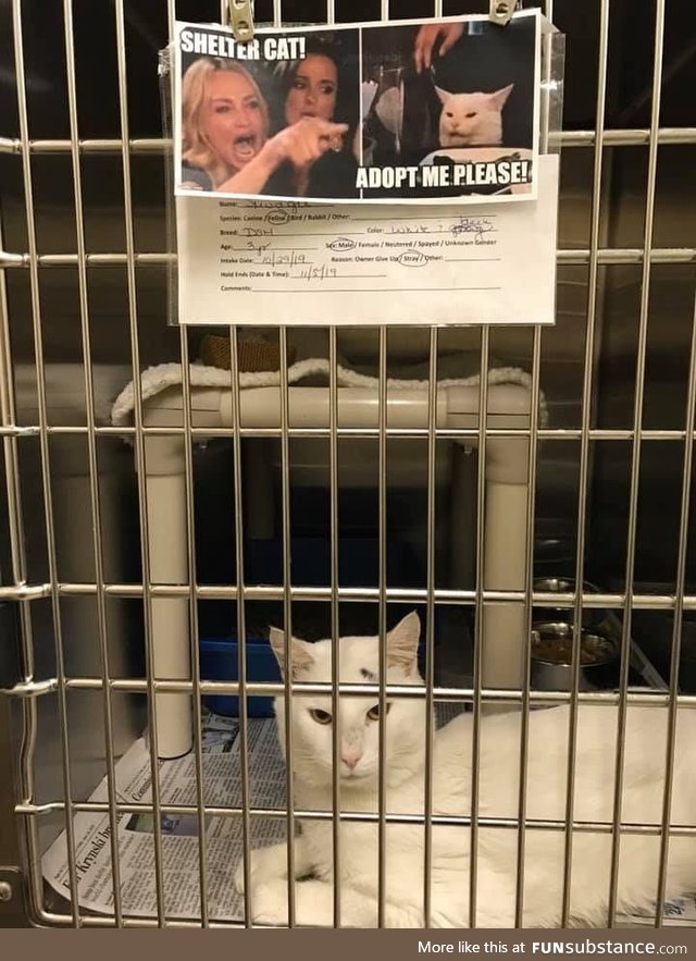10/10 would adopt