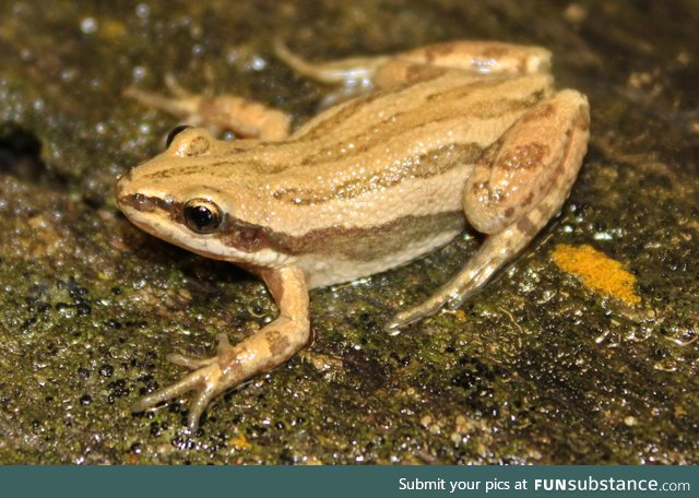 Froggo Fren #54 - Boreal Chorus Frog