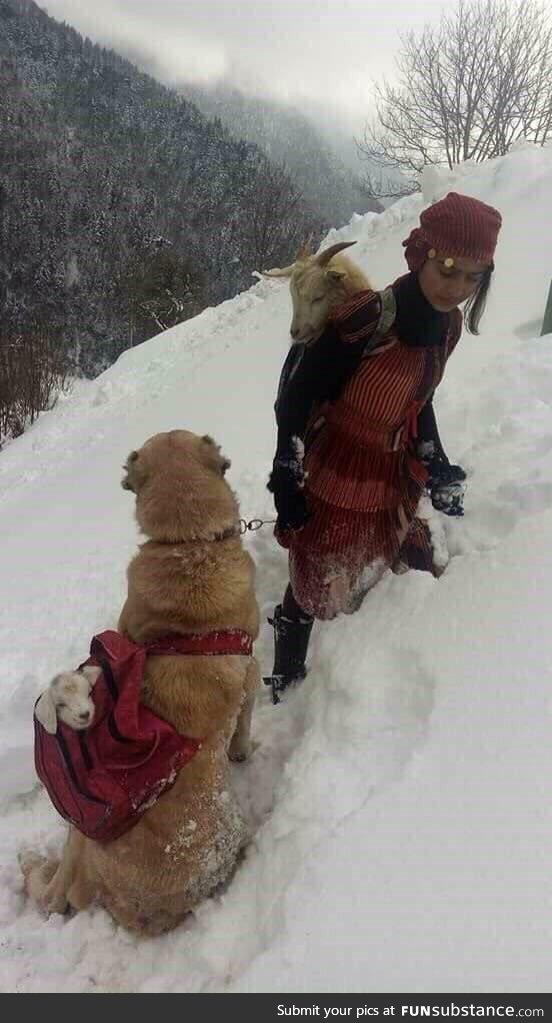 Girl carrying the mother goat who just gave birth through the snow while her dog is