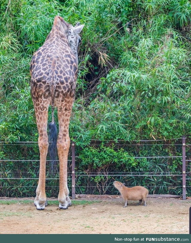 Have you ever seen a Capybara standing next to a Giraffe?