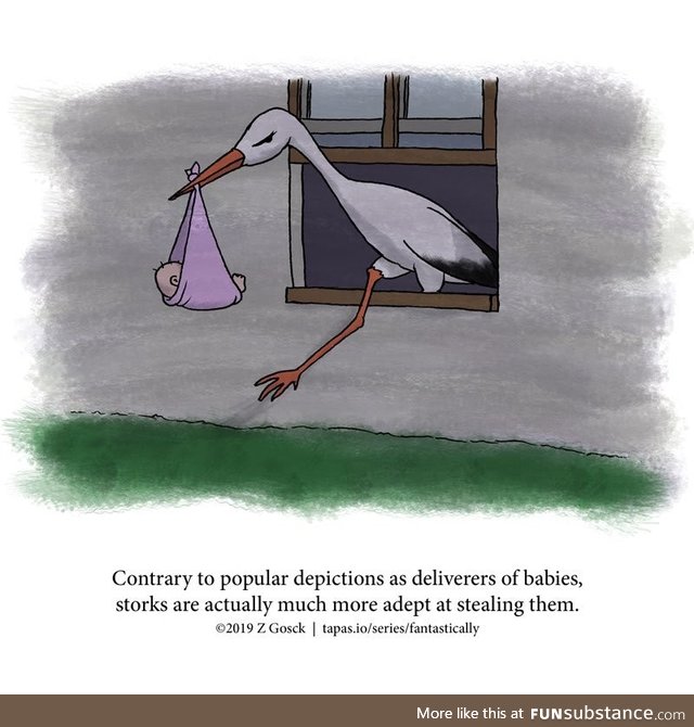 Fact about storks