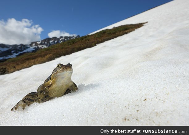 Froggo Fren #58 - Indomitable Snow Frog