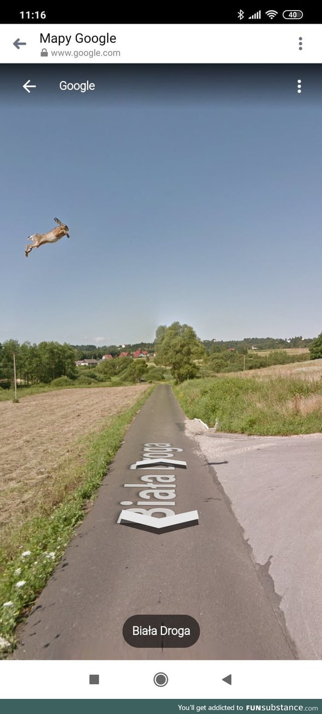 This hare caught on google street