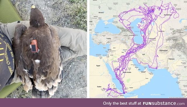 This map of an eagle's migration over 20 years