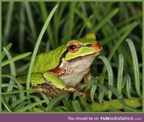 Froggo Fren #60 - Pacific Chorus Frog