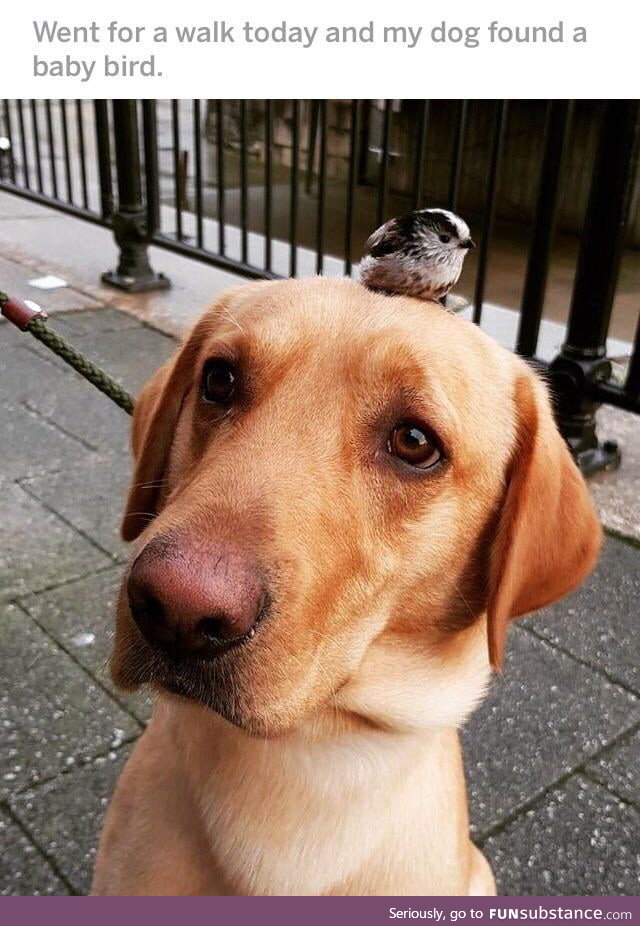 Doggo made a friend
