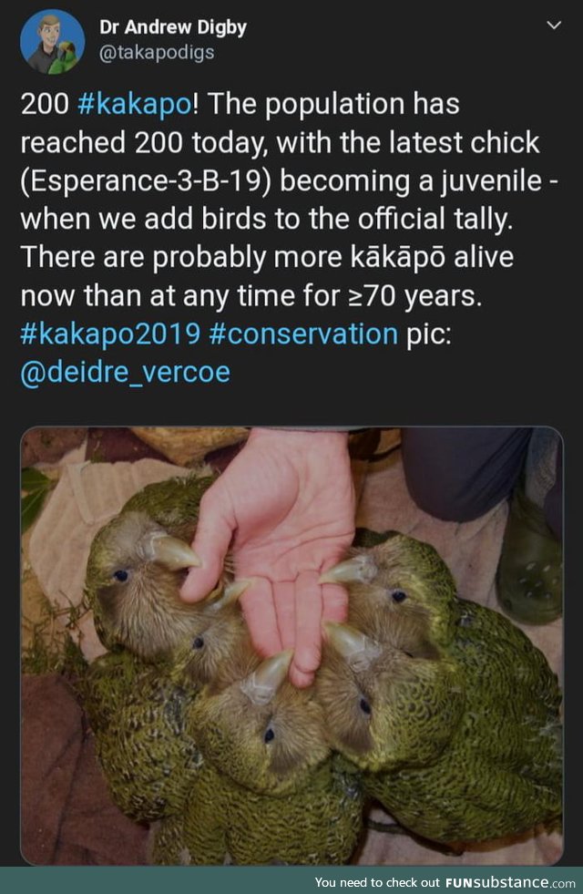 The Kakapo, the worlds largest living parrot, has finally reached a huge milestone! 200