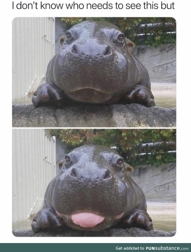 Hippo likes you
