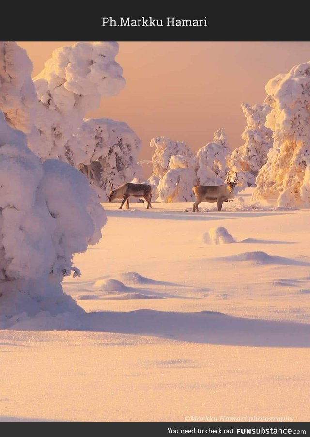 Lapponia, Finlandia