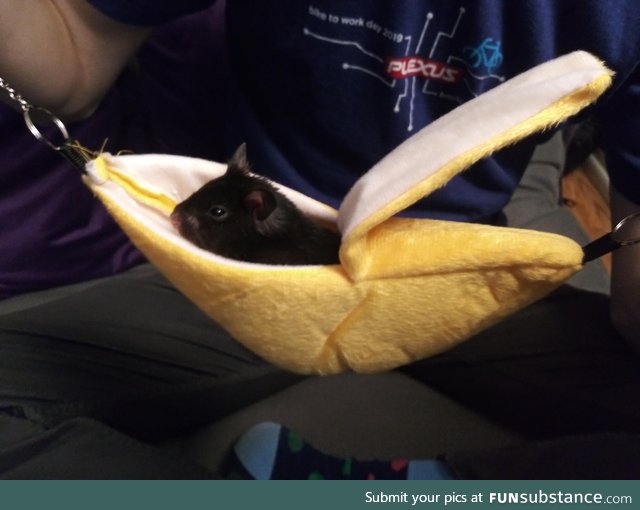 My hamster in his banana hammock