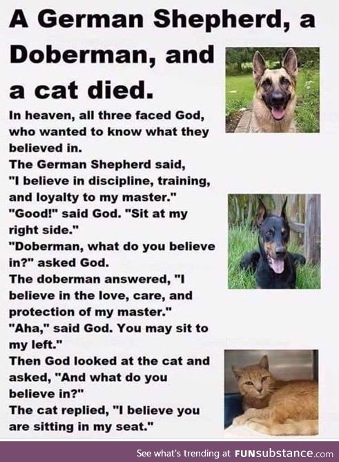 Two Dogs and a Cat go to heaven