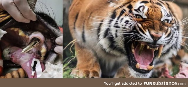 After an accident this tiger had his tooth replaced for a gold one