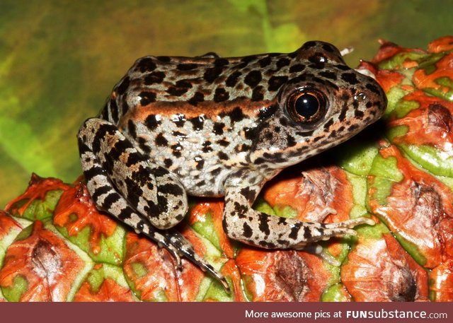 Froggo Fren #71 - Gopher Frog