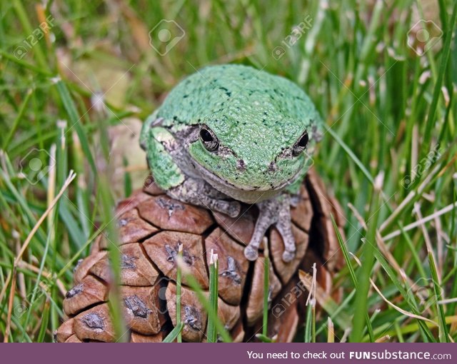 Froggo Fren #72 - American Green Tree Frog