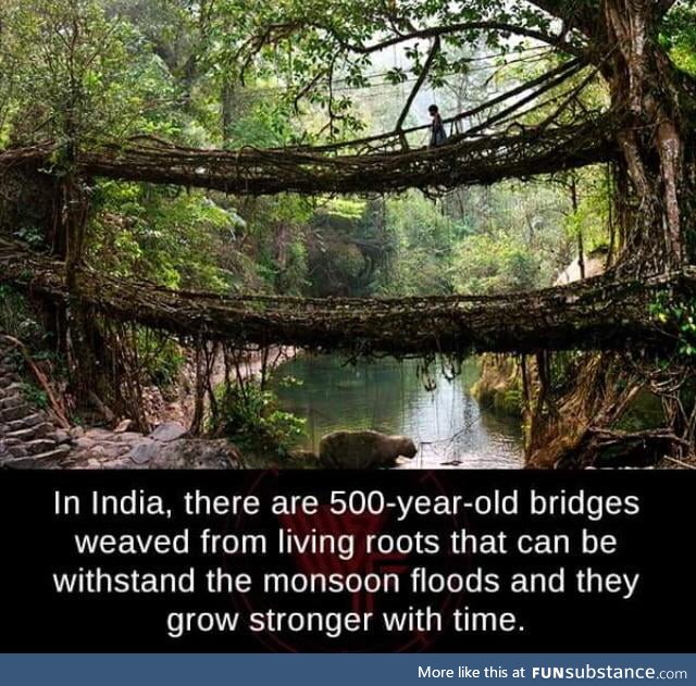 Indian root bridges