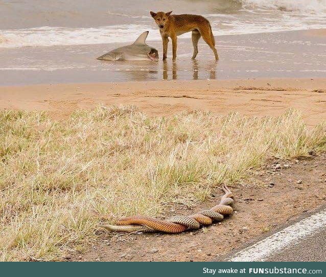 Dingo eating a shark while two snakes having sex. Welcome to Austria