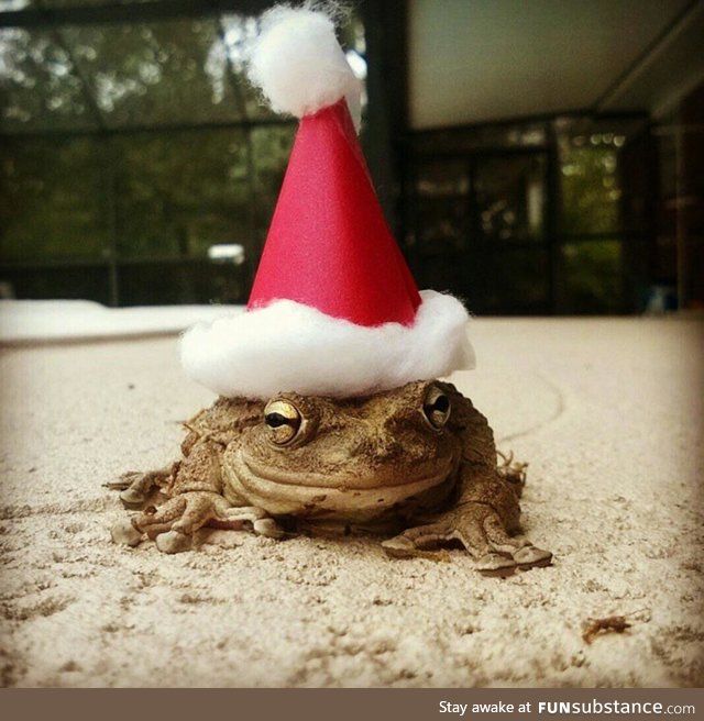 Froggo Fren #75 - Another Santa Frog?