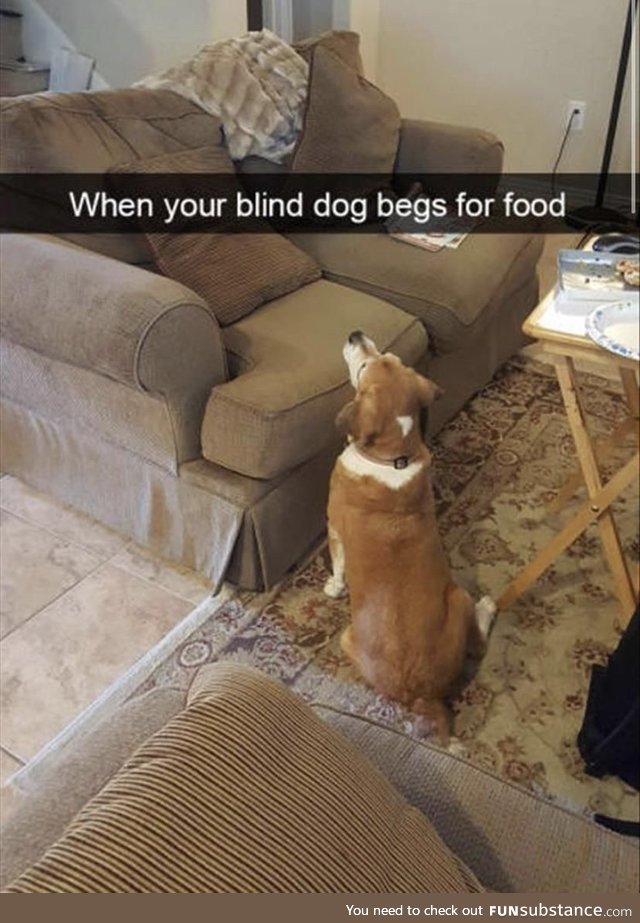 No see dog