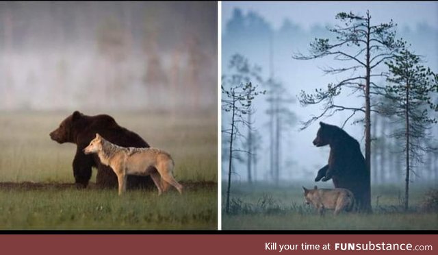 Photographer documented the friendship between a grey wolf and a brown Bear