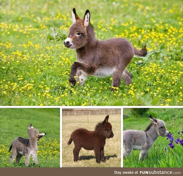 Pygmy asses exist in real life