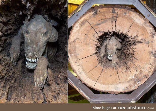 Dog trapped inside the tree trunk in the 1960s after experts believe he was chasing a