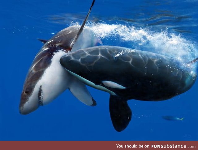 Did you know orcas hunt great white sharks. They will hunt a shark, surgically tear it