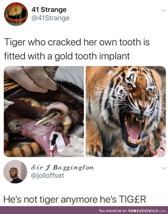 Wholesome tiger
