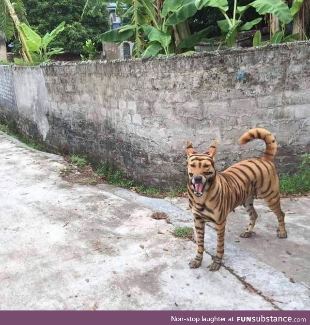 Selling my tiger, sometimes he's barks, because he is bilingual