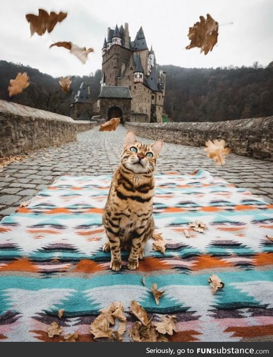 Cat in front of a castle
