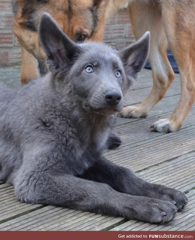 Blue German Shepherd pup