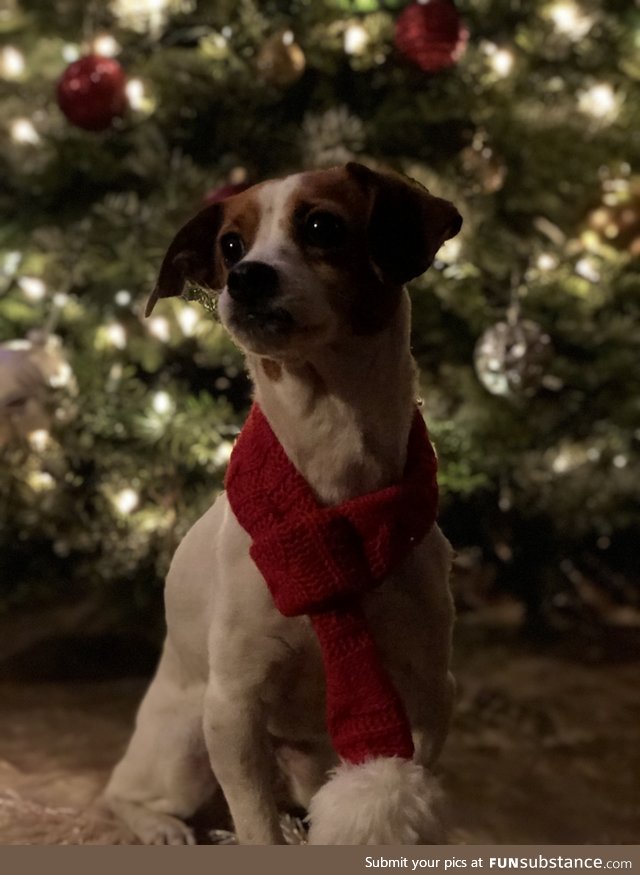 Daily Dose of Doggo #11 - Christmas Doggo (sorry it’s a little late I know)