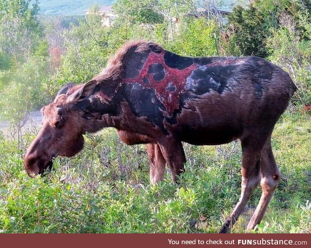 Moose struck by lightning