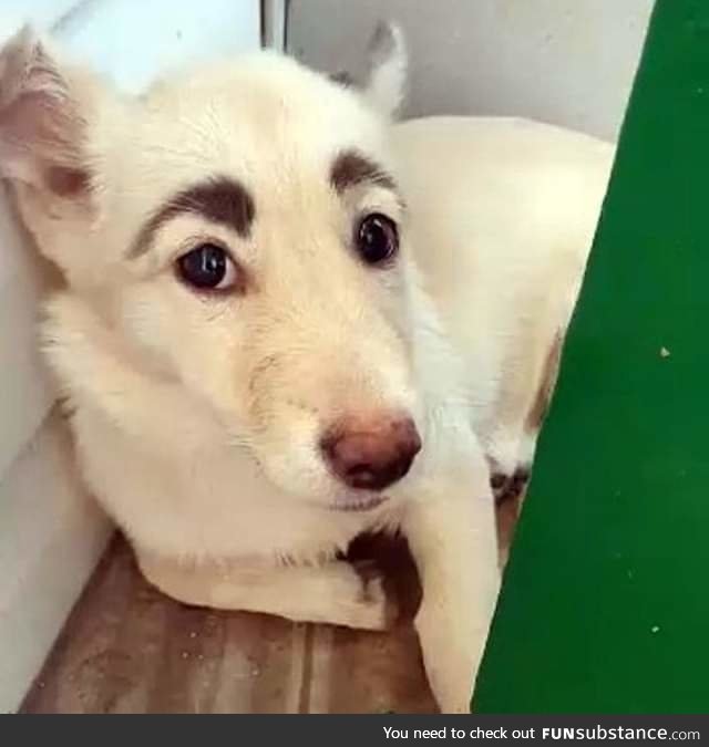 This dog got real eyebrows!