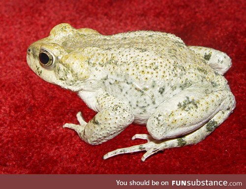 Froggo Fren #80 - Iranian Earless Toad