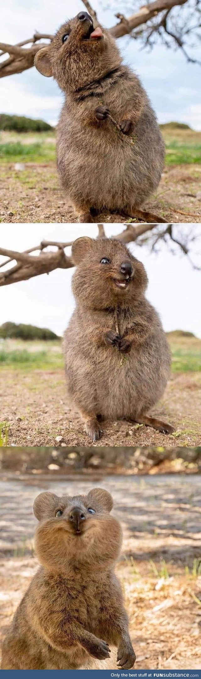 The Quokkas considered the happiest animal in the world