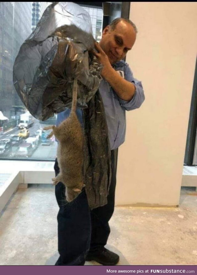 This New York rat