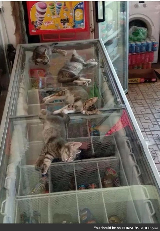 The street is very hot, so the saleswoman allows kittens to go to the store and sleep on