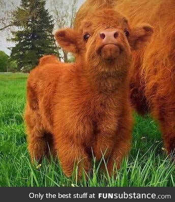 Adorable Scottish Highland calf demands a boop