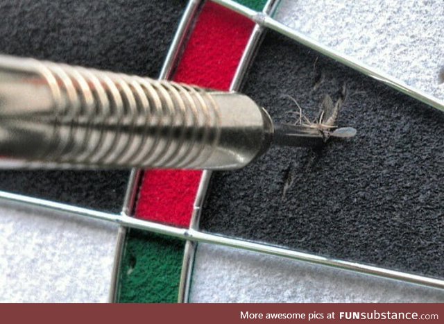 This mosquito getting hit by a dart