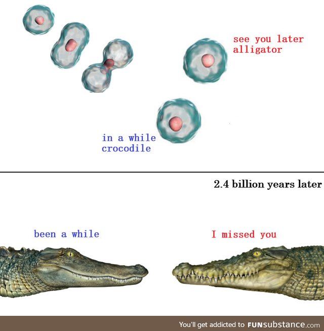 Alligator - crocodile: An origin story