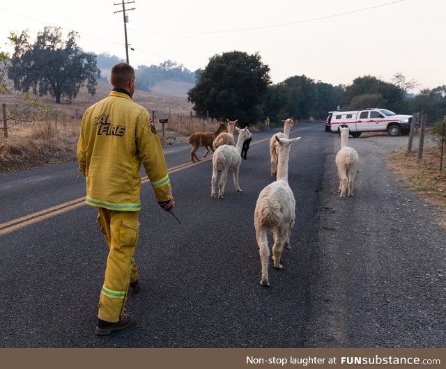 California firefighter herding a gaggle of Alpacas to safety