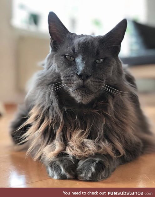 He looks like both, lion and a cat