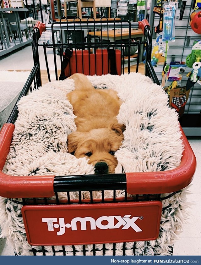 So much floof for one little cart