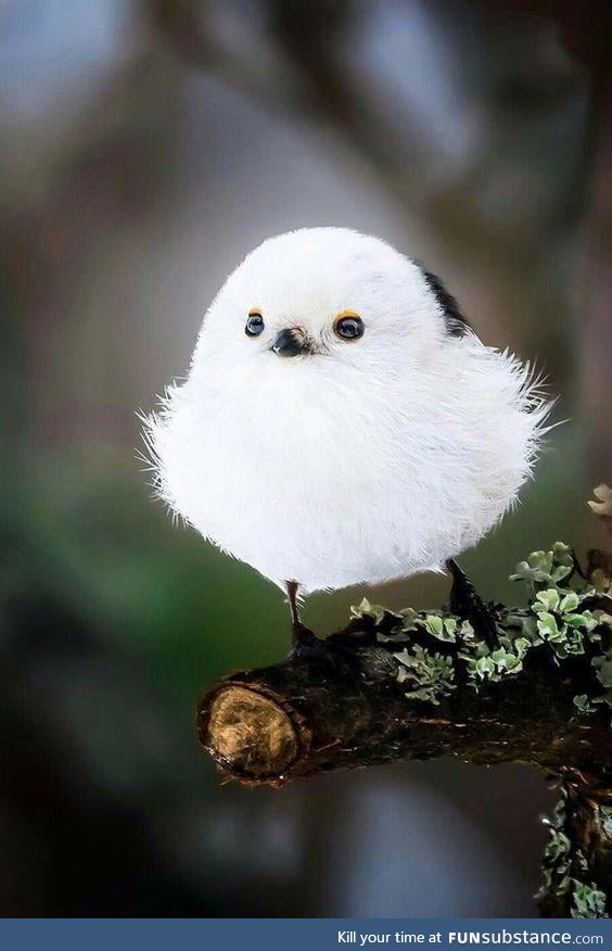 Cutest bird ever....The Japanese Long-Tailed Tit &lt;3