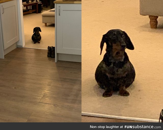 Pregnant dachshund is R O T U N D