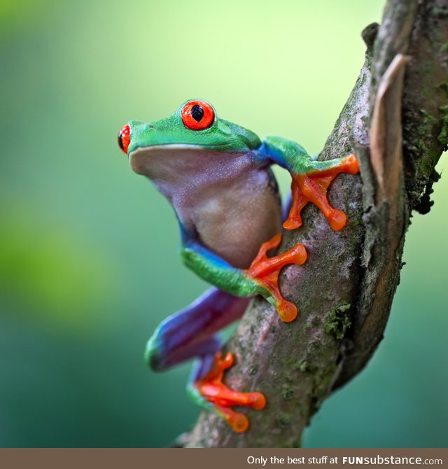 Froggo Fren #82 - Red-Eyed Treefrog