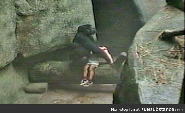 In 1996 at Brookfield Zoo, Illinois, a 3 year old boy fell into the gorilla enclosure