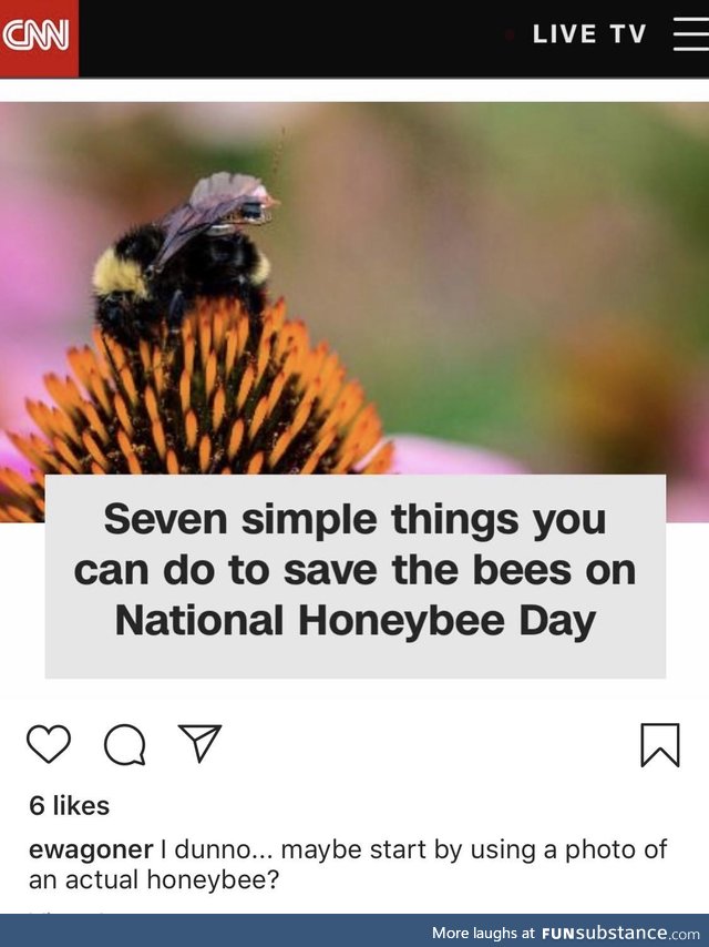 Bees?